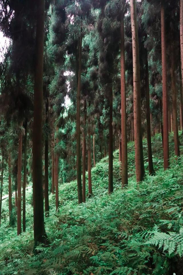 值得N刷！成都周边5个超治愈好耍地最快BOB半岛1H避暑耍水过有风生活！(图13)