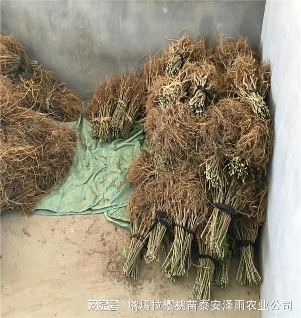 无籽大十果桑树苗报价 香金葚果BOB半岛桑苗品种的特点介绍(图1)