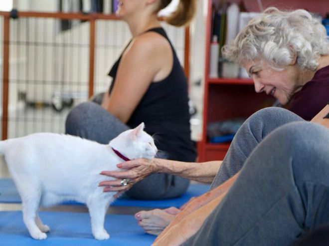 健身圈BOB半岛流行“猫瑜伽”：让喵星人坐在你的肚子上一起练瑜伽(图6)